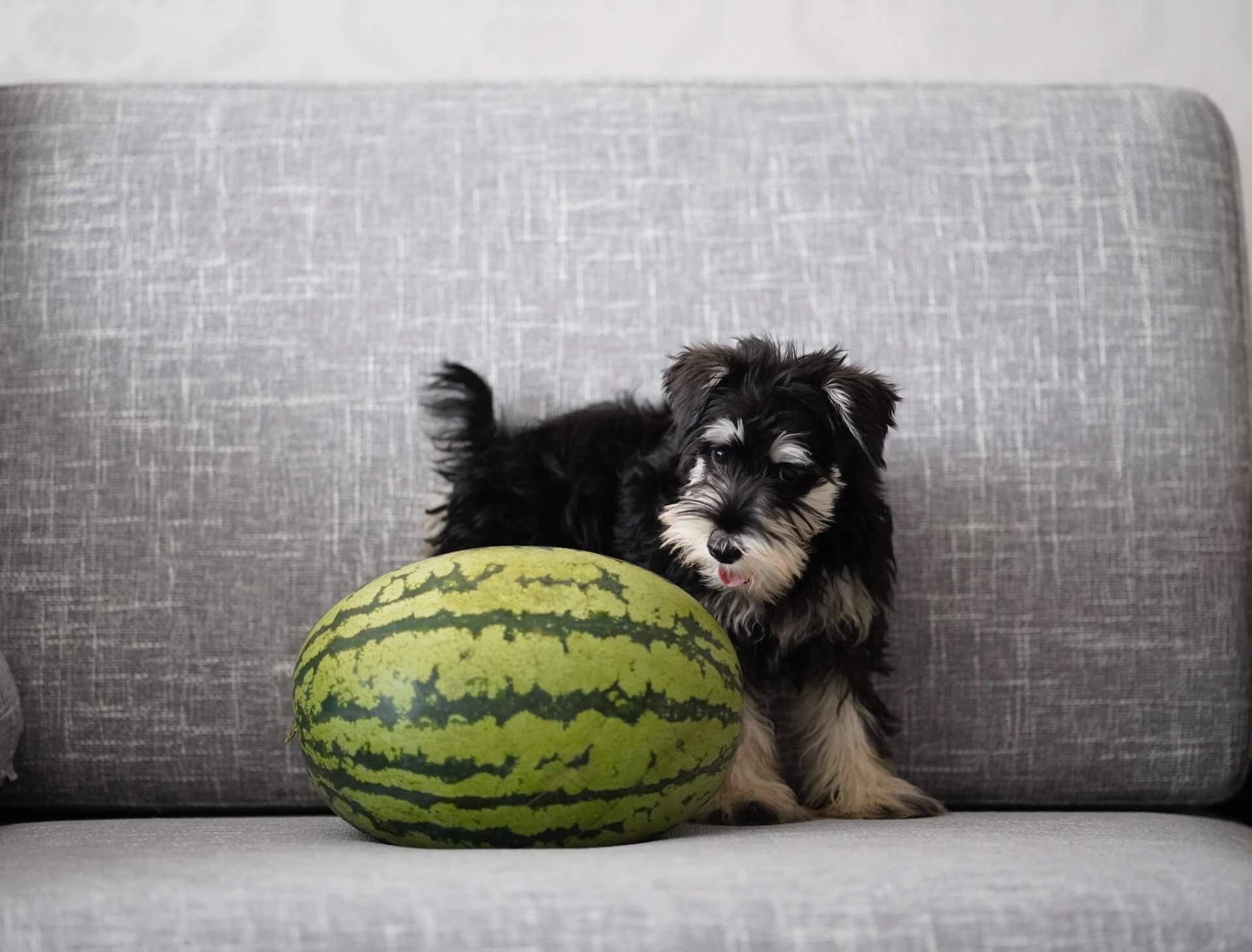 Can Dogs Eat Watermelon? Is Watermelon Good for Dogs? Healthy Doggo